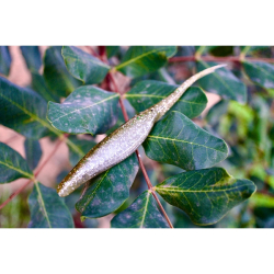 PERCANEGRA FERAL JERK COLOR 405