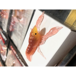 LIVE TARGET 3.8" CRAWFISH UNRIGGED BROWN YELLOW